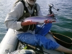 Rainbow trout catch and release Lake Davis